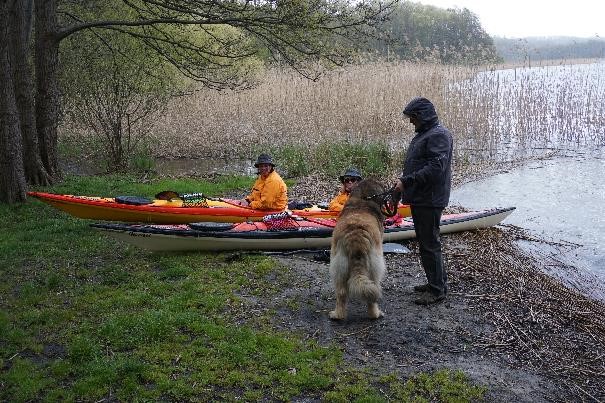 leonberger18