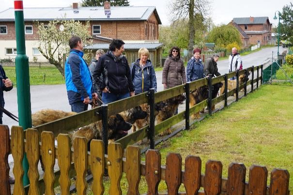 leonberger18