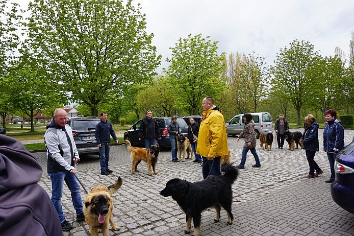 leonberger18